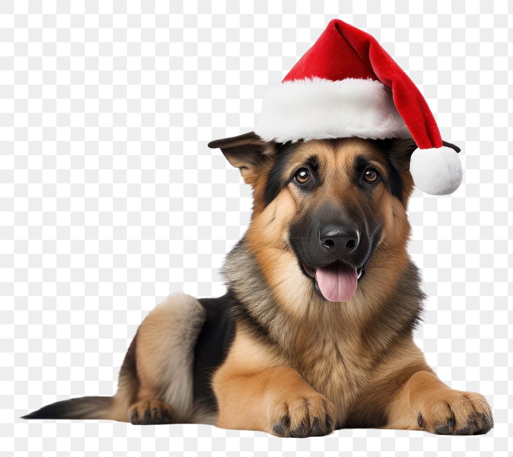 PNG Christmas dog mammal animal pet. AI generated Image by rawpixel.