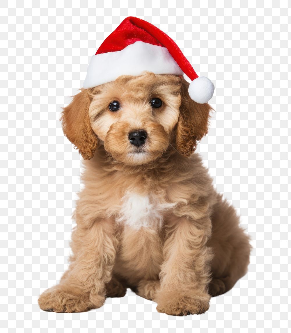 PNG Christmas dog mammal animal poodle. AI generated Image by rawpixel.
