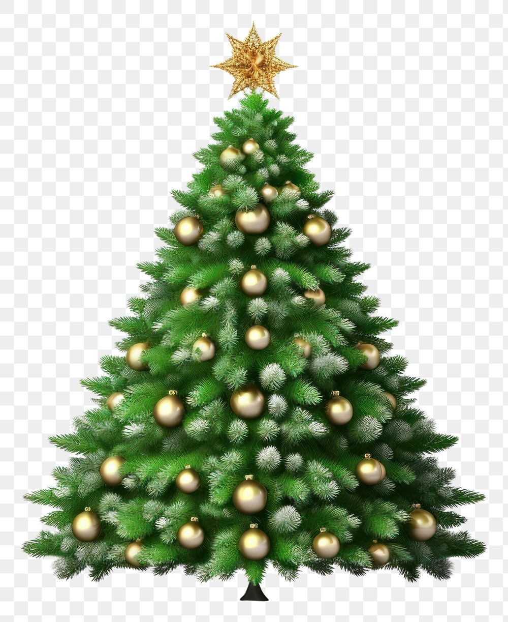 PNG Christmas tree plant pine