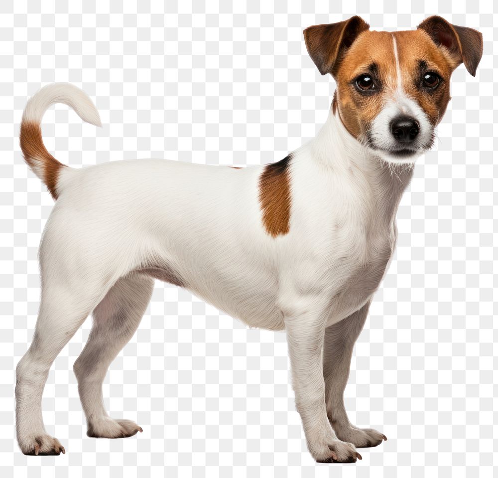 PNG  Jack russell terrier dog standing mammal. AI generated Image by rawpixel.