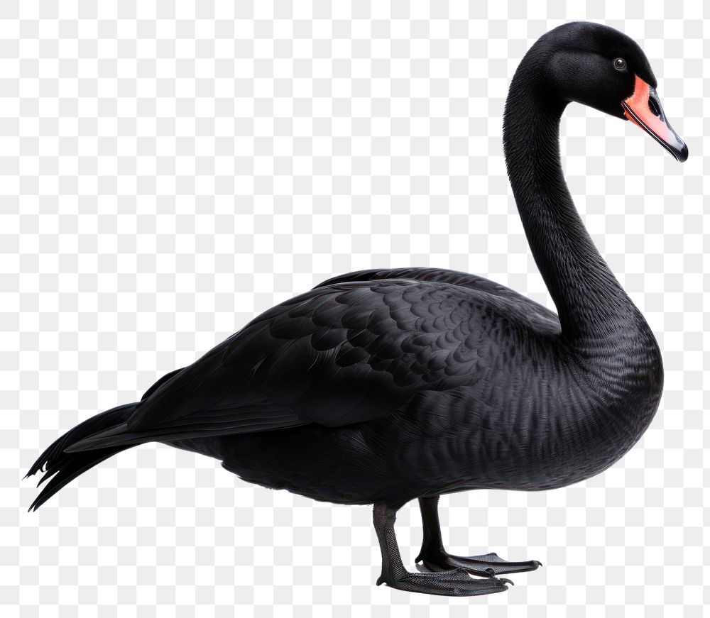 Animal goose bird swan. AI generated Image by rawpixel.