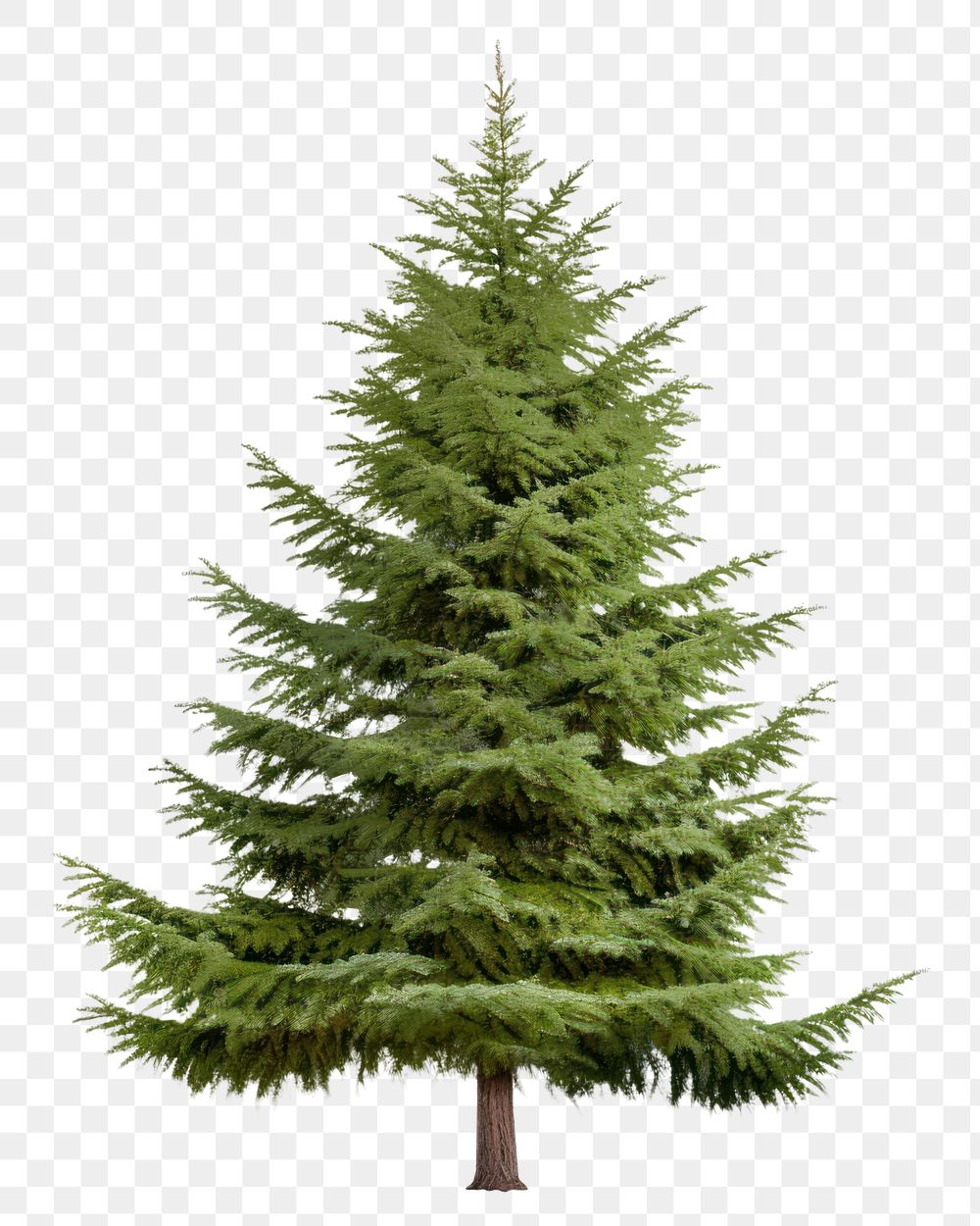 PNG Rocky mountain douglas-fir tree spruce plant pine. 