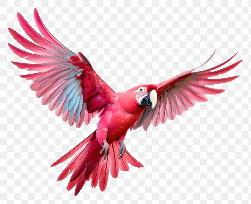 PNG Pink parrot macaw animal flying bird. AI generated Image by rawpixel.