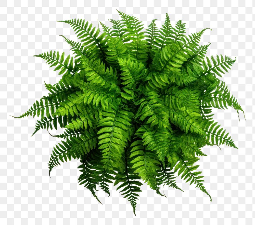 PNG  Green potted nephrolepis plant fern white background. AI generated Image by rawpixel.