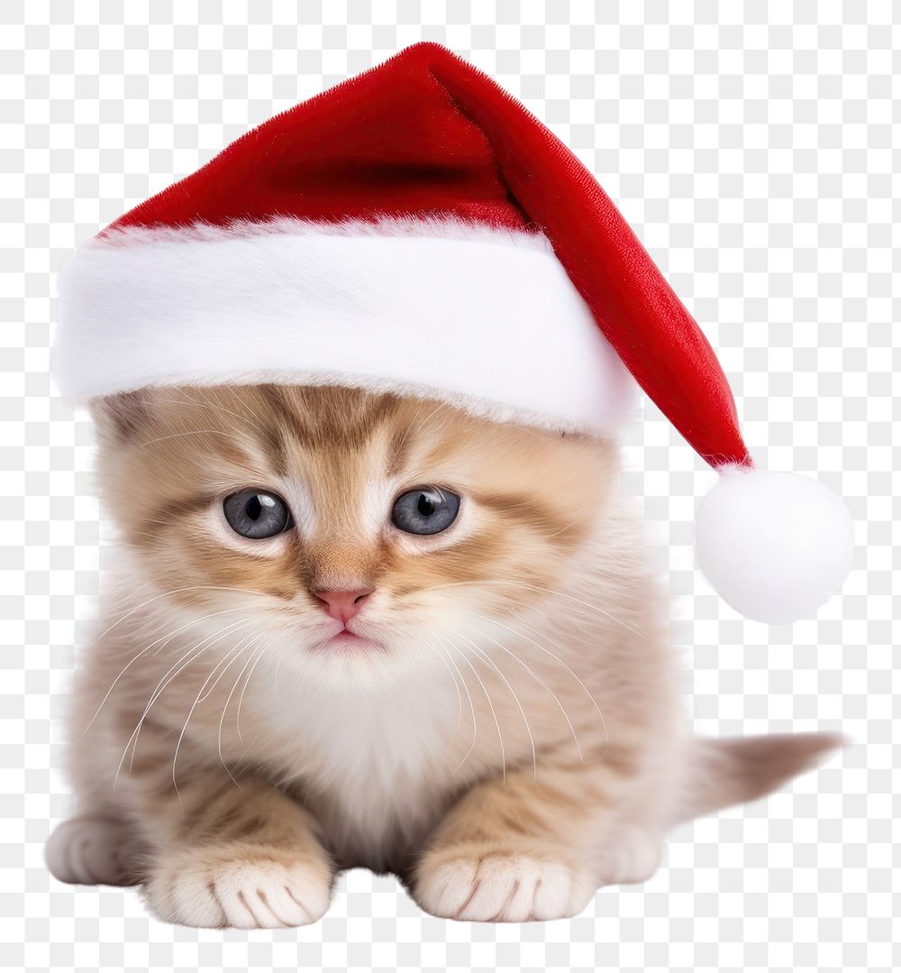 PNG Merry christmas kitten mammal animal. AI generated Image by rawpixel.