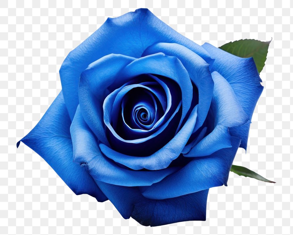 PNG  Blue rose flower plant white background. AI generated Image by rawpixel.