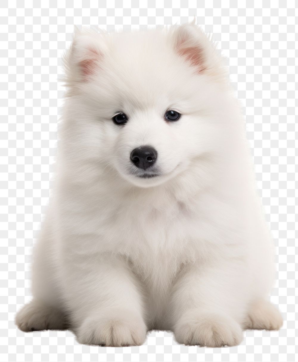 PNG Puppy samoyed mammal animal white. AI generated Image by rawpixel.