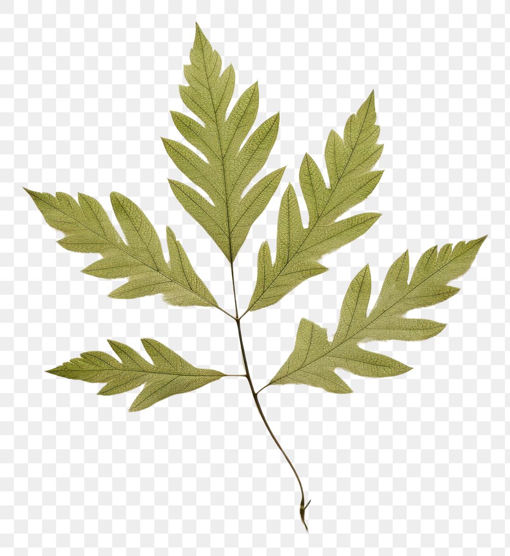 PNG Real Pressed a single minimal leaf green herbs plant tree