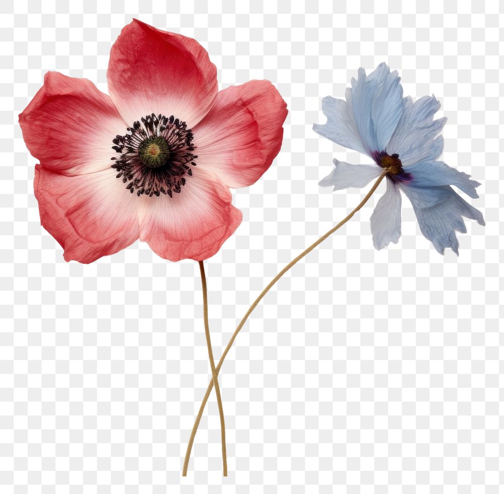 PNG Real Pressed a single anemone flowers petal plant poppy