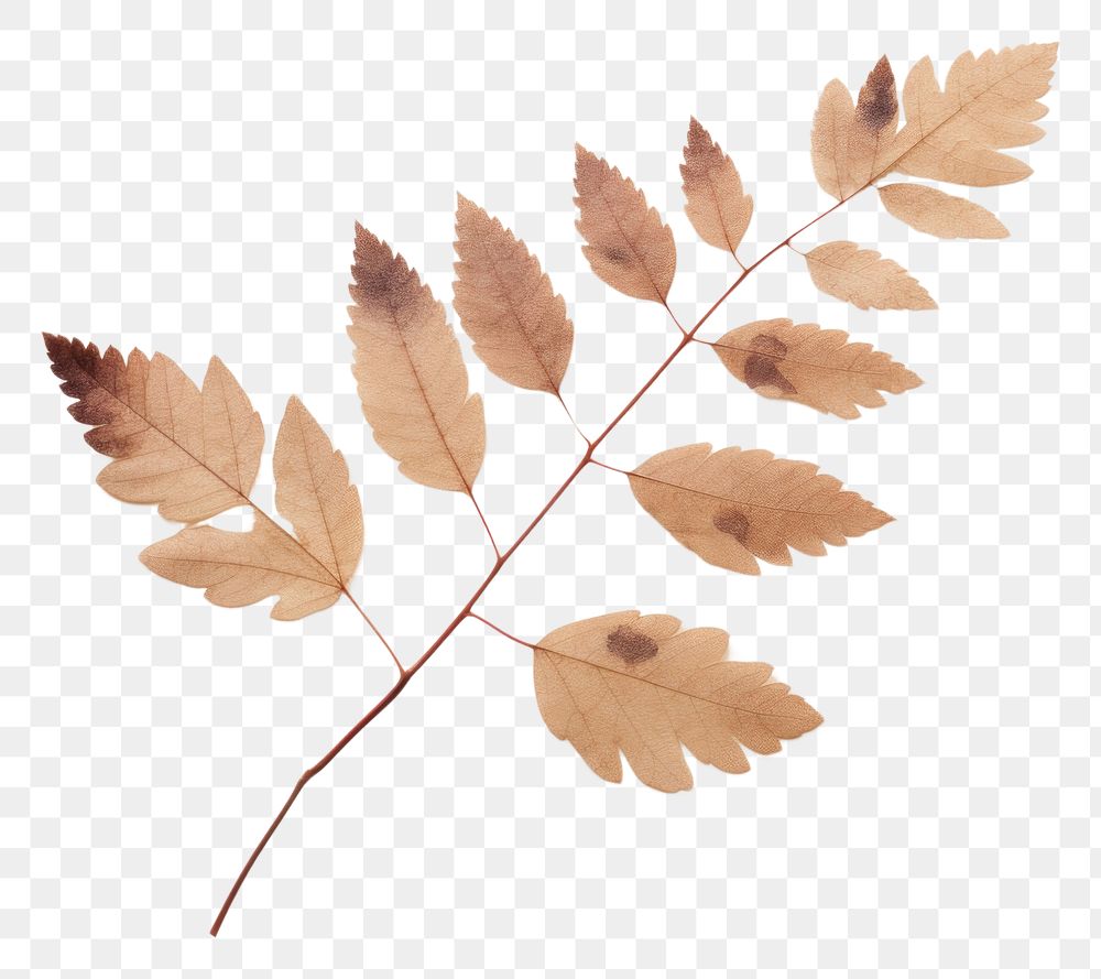 PNG Real Pressed a single minimal rowan leaf plant tree sycamore. AI generated Image by rawpixel.