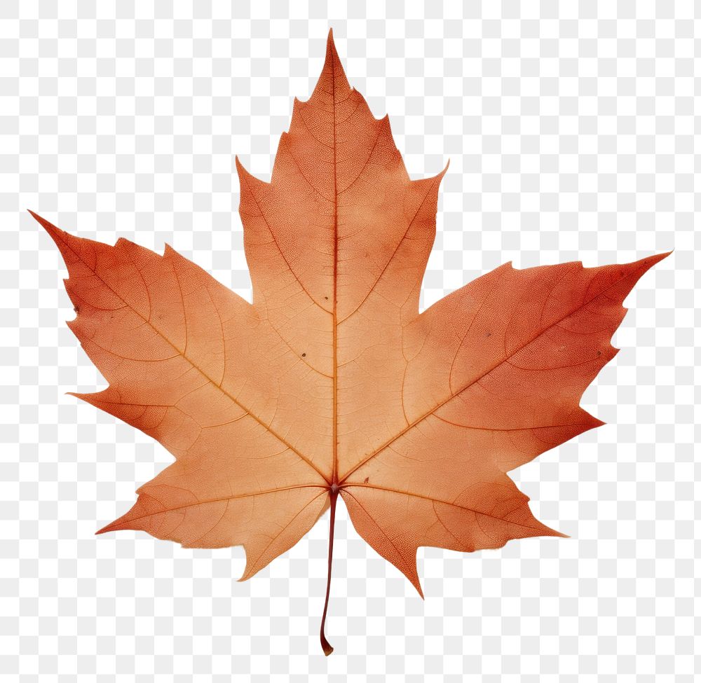 PNG Real pressed a single maple leaf plant paper tree. AI generated Image by rawpixel.