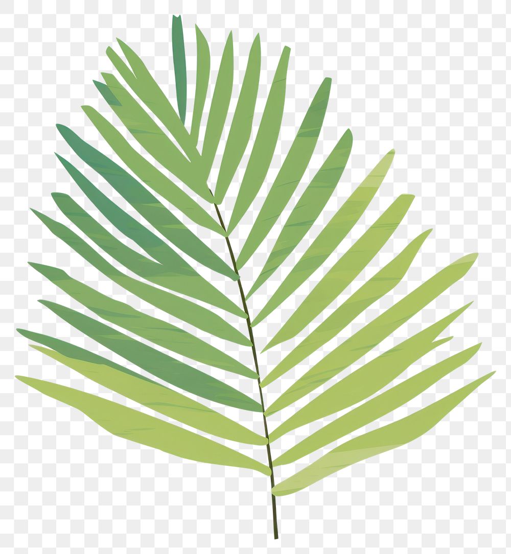 PNG Palm leaf backgrounds plant fern. AI generated Image by rawpixel.