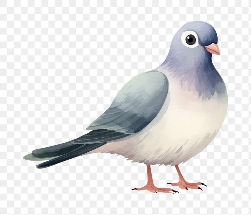 PNG Pigeon cartoon animal bird. AI generated Image by rawpixel.