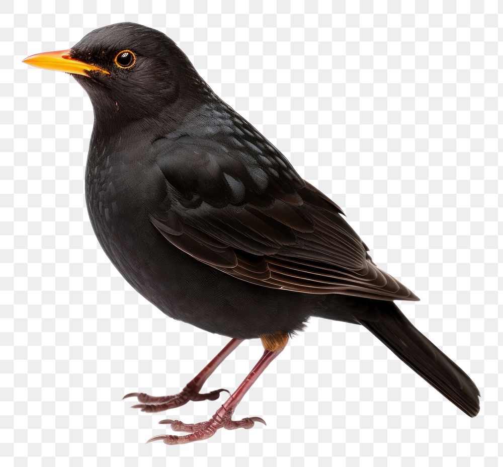 PNG  Blackbird animal beak white background. AI generated Image by rawpixel.