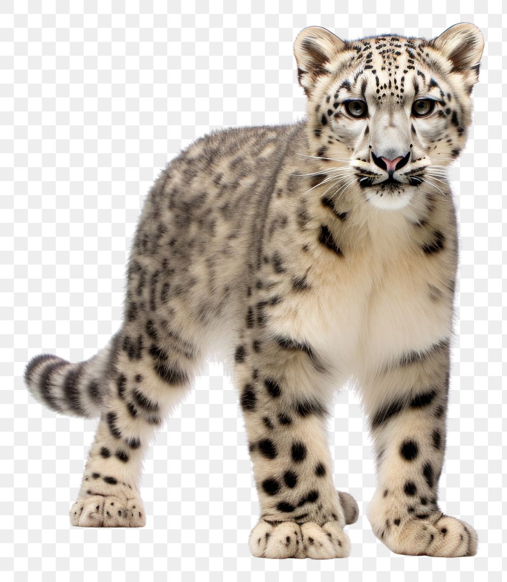 PNG  Leopard wildlife panther animal. AI generated Image by rawpixel.