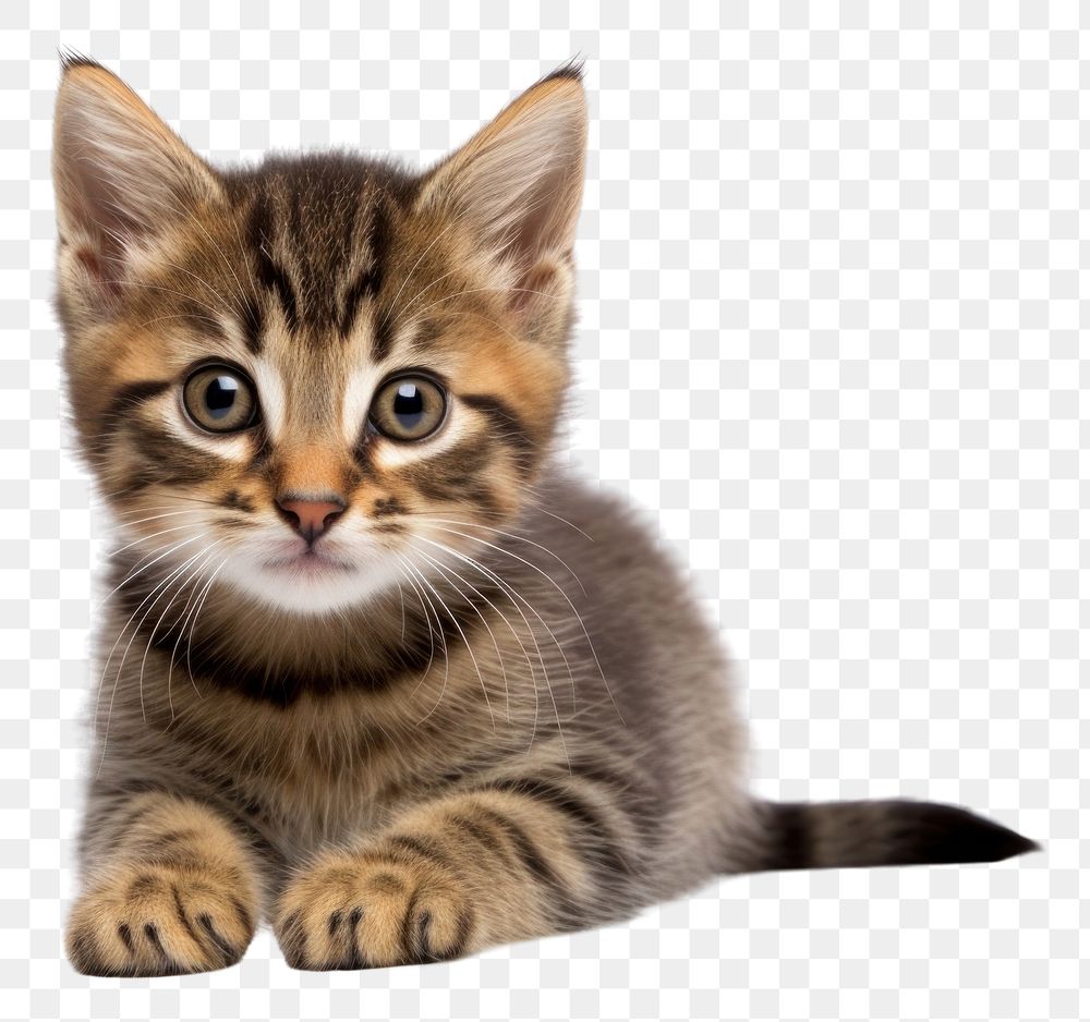 PNG  Playful little kitten animal mammal pet. AI generated Image by rawpixel.
