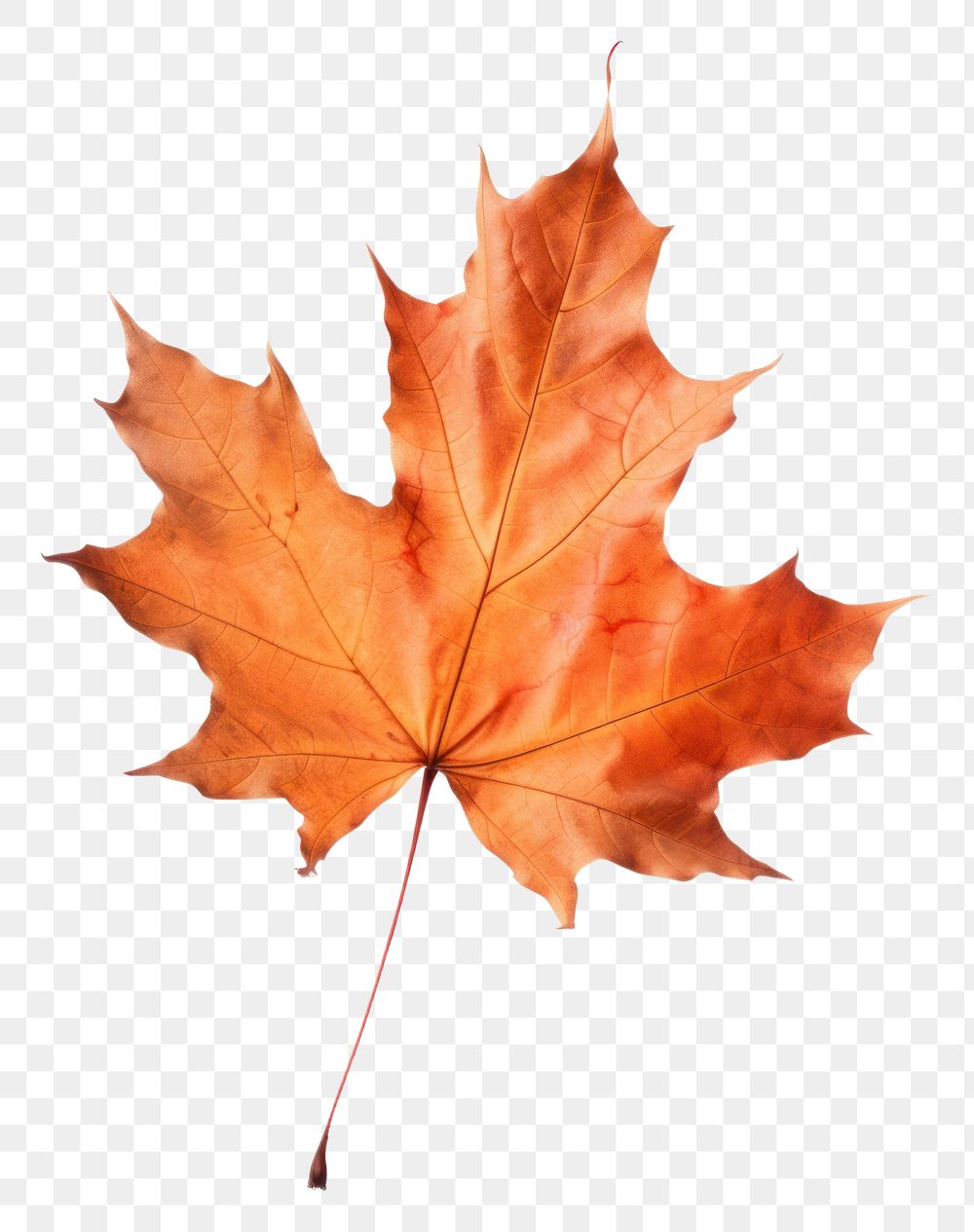 PNG  Fall maple plant leaf. AI generated Image by rawpixel.