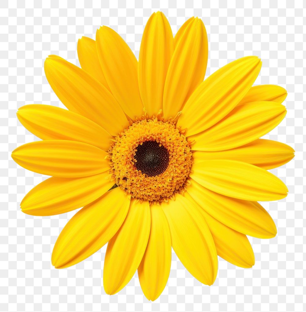 PNG Beautiful yellow daisy flower sunflower petal plant. AI generated Image by rawpixel.