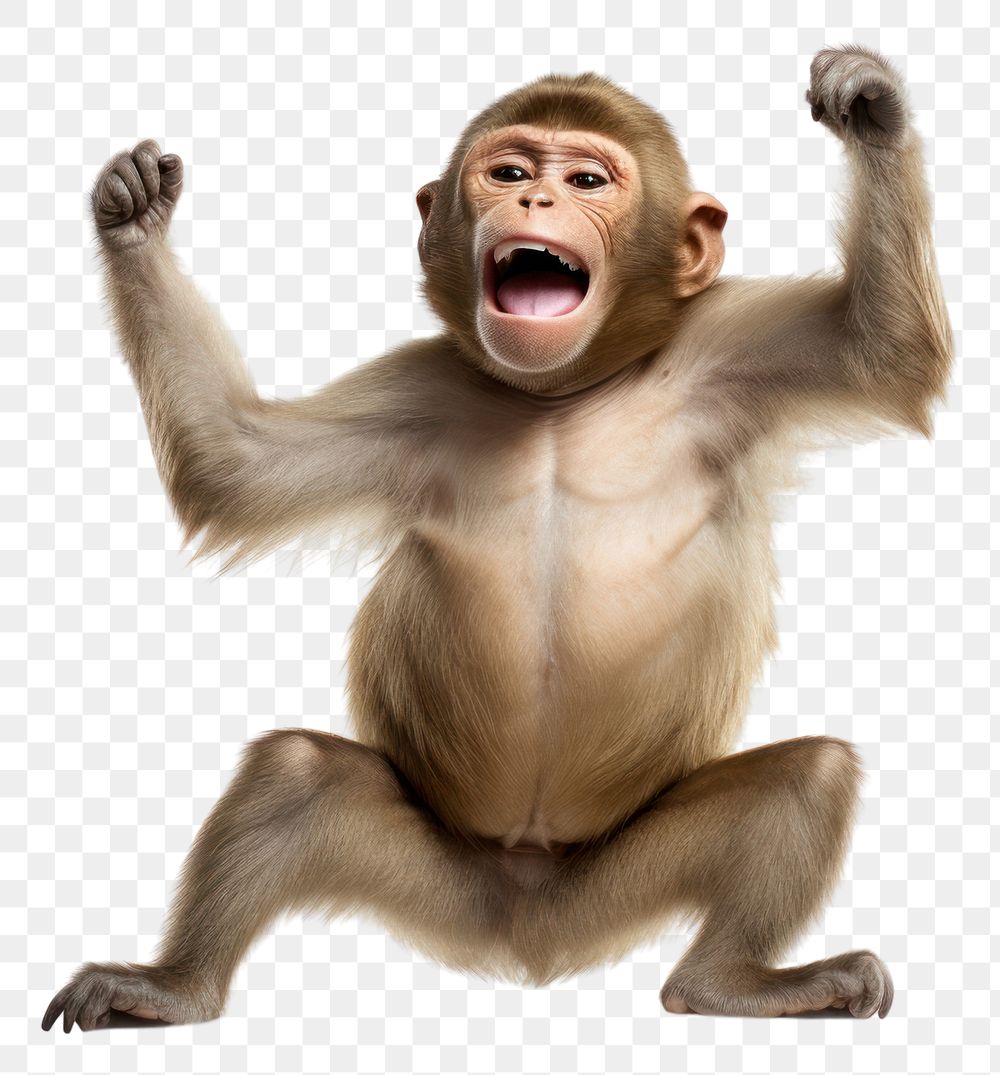 PNG Happy smiling monkey dancing wildlife mammal animal. AI generated Image by rawpixel.
