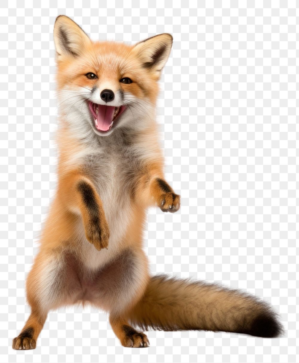 PNG Happy smiling fox dancing wildlife mammal animal. AI generated Image by rawpixel.