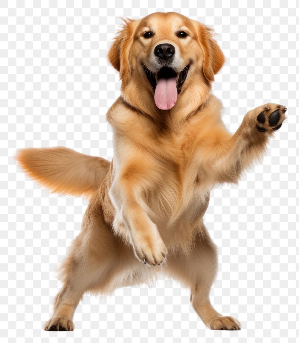 PNG Happy smiling golden retriever dance mammal animal puppy. 