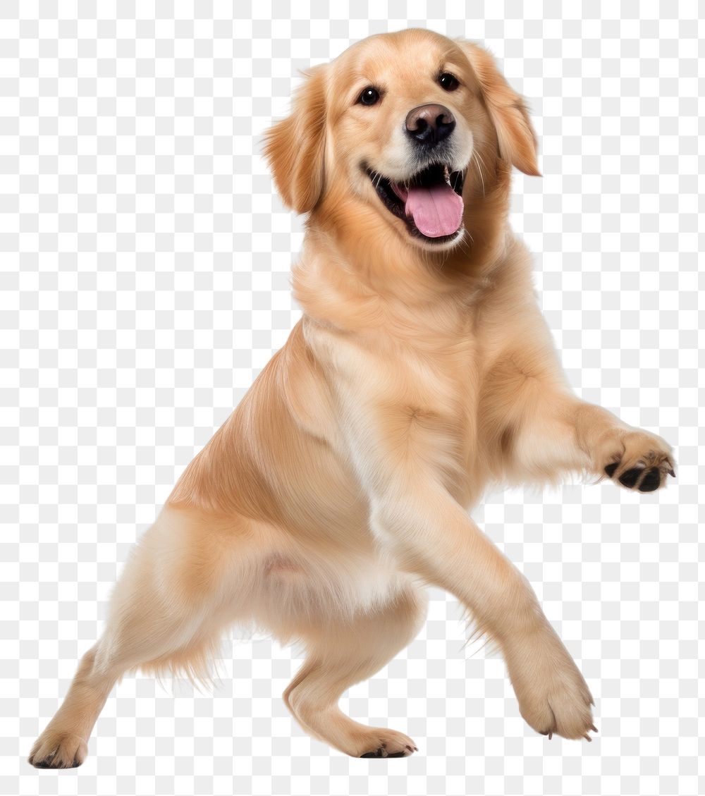 PNG Happy smiling golden retriever dance mammal animal puppy. 