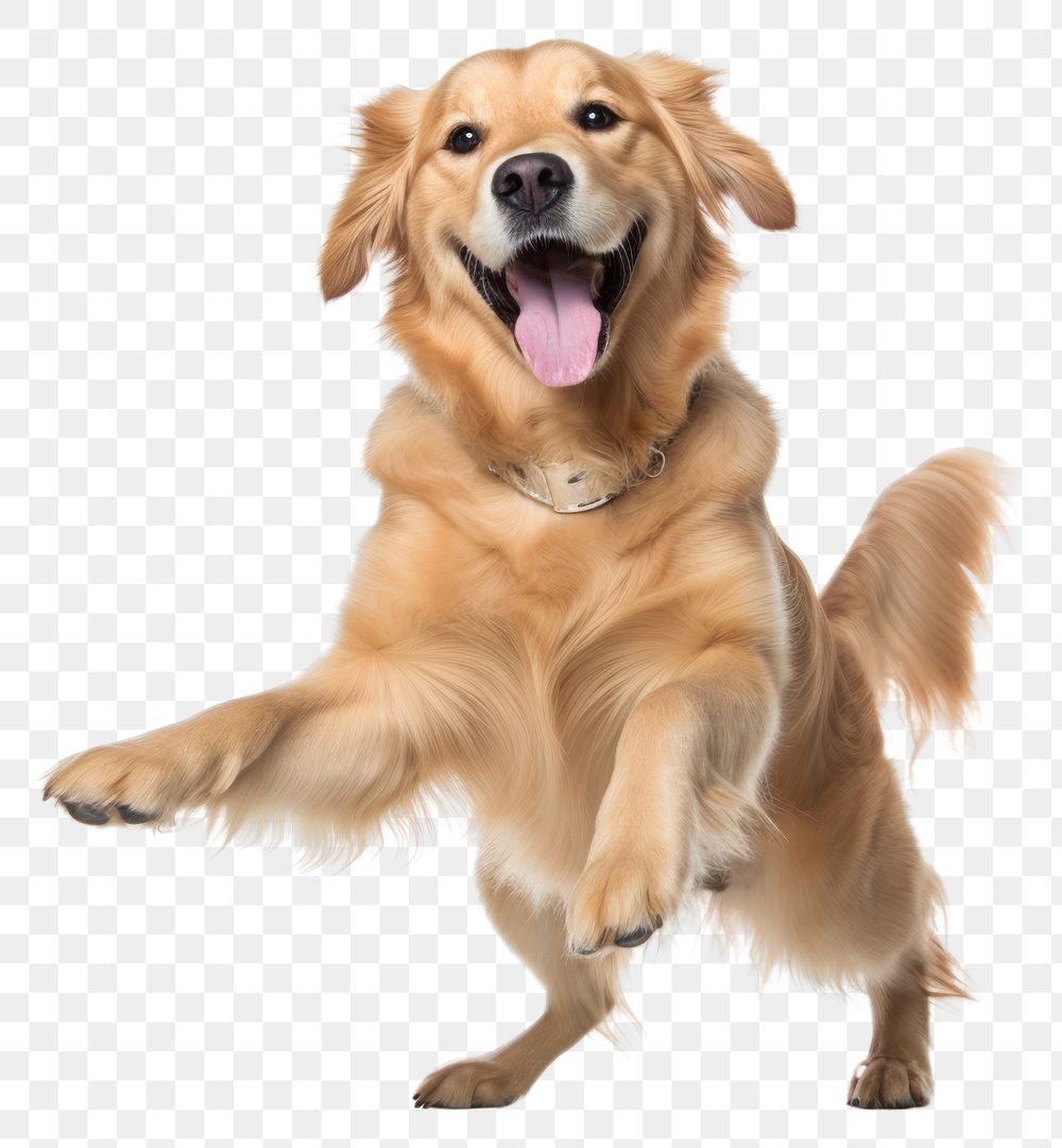 PNG Happy smiling golden retriever | Free PNG - rawpixel