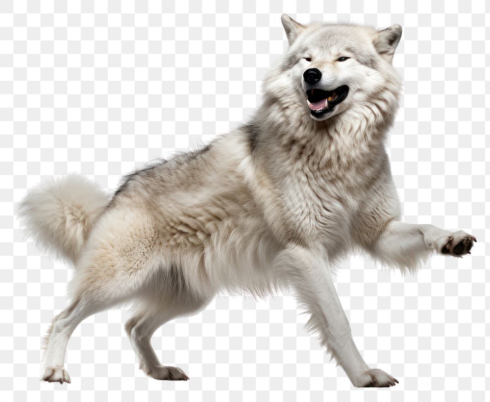 PNG Happy smiling wolf dancing mammal animal white. AI generated Image by rawpixel.