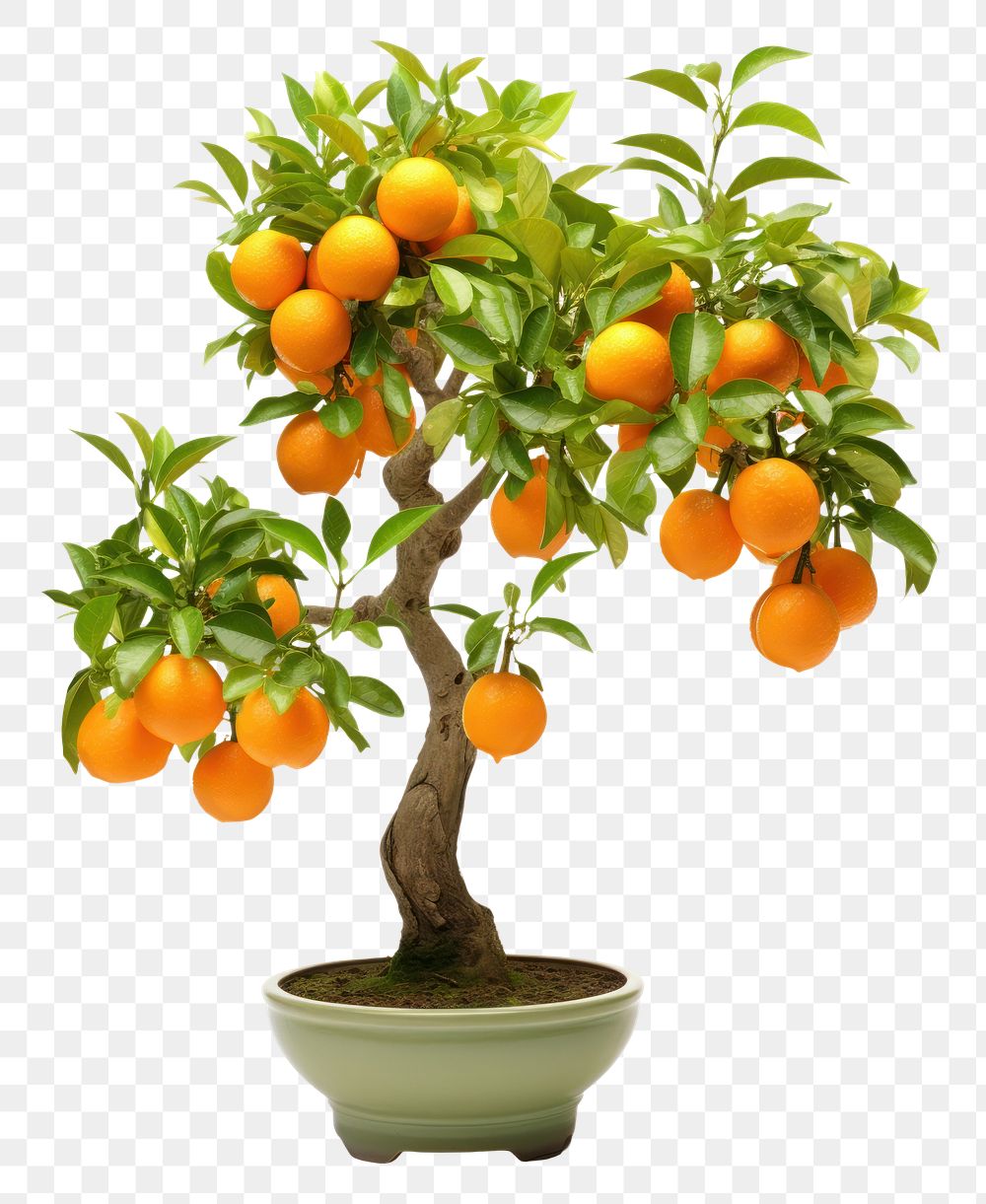 PNG Kumquat tree grapefruit bonsai plant. AI generated Image by rawpixel.