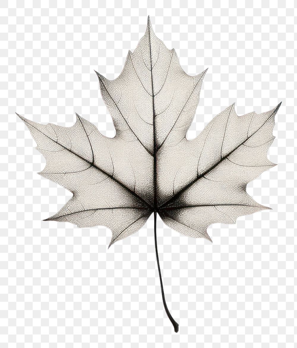 PNG  Maple leaf plant tree white background. AI generated Image by rawpixel.