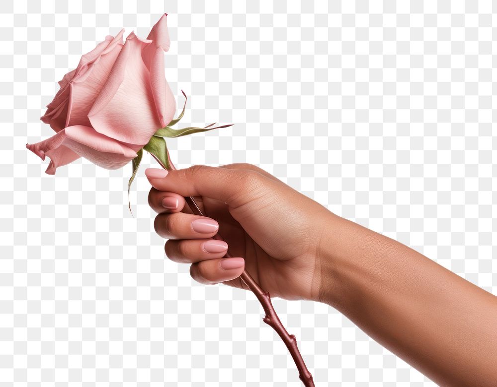PNG Aesthetic hand holding rose flower finger petal. AI generated Image by rawpixel.