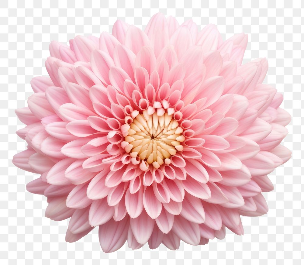 PNG Chrysanthemum chrysanths dahlia flower. AI generated Image by rawpixel.