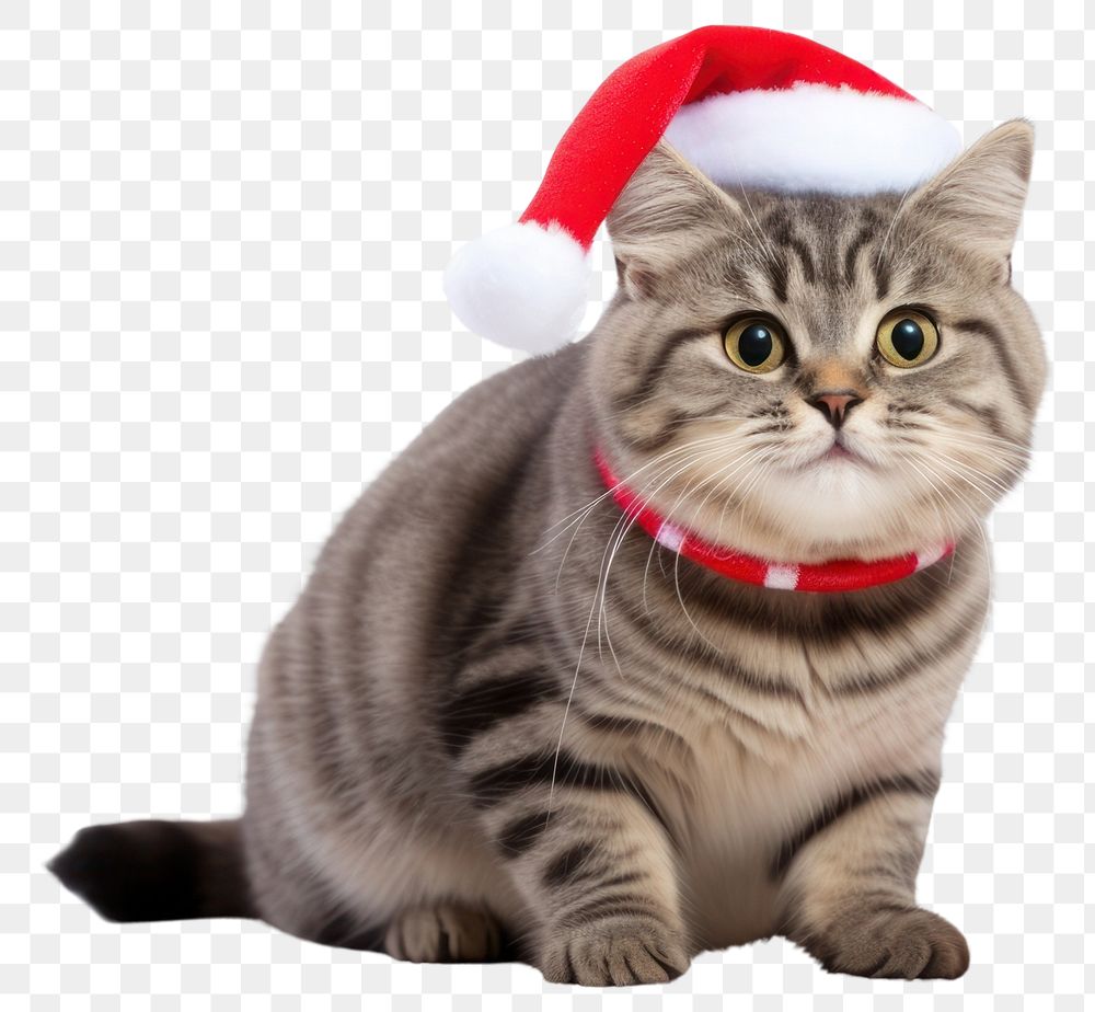 PNG  A chubby happy cat christmas mammal animal. AI generated Image by rawpixel.