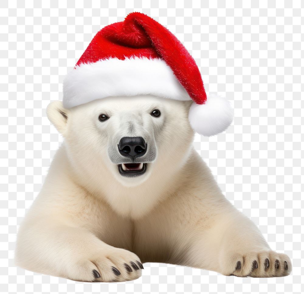 PNG  Smiling Polar bear wearing a Christmas hat christmas mammal animal. AI generated Image by rawpixel.