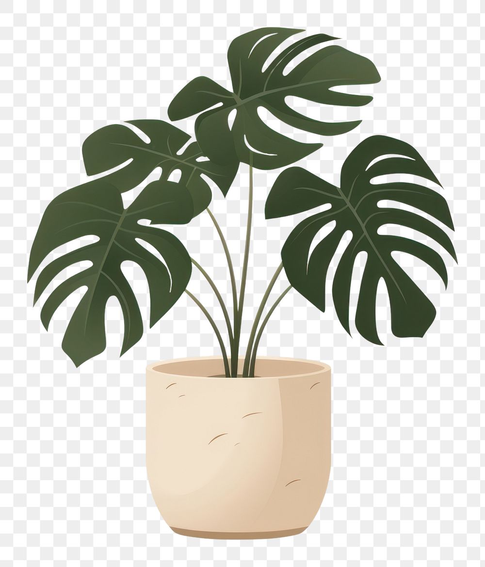 PNG Monstera deliciosa plant vase leaf. AI generated Image by rawpixel.