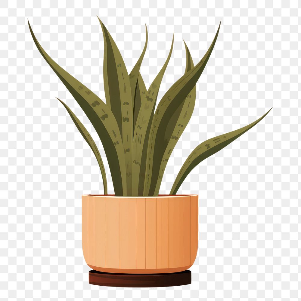 PNG Sansevieria plant houseplant flowerpot. AI generated Image by rawpixel.