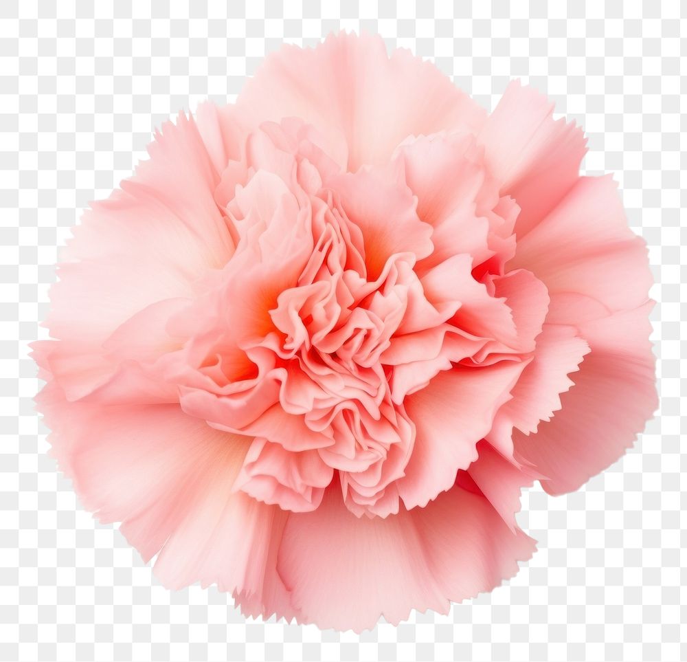 PNG Carnation flower plant rose. AI generated Image by rawpixel.