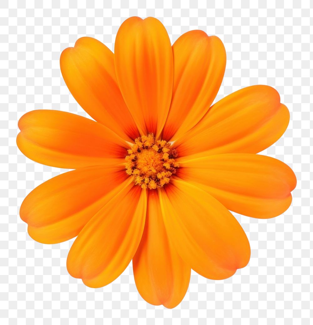 PNG Orange fower flower petal plant. AI generated Image by rawpixel.