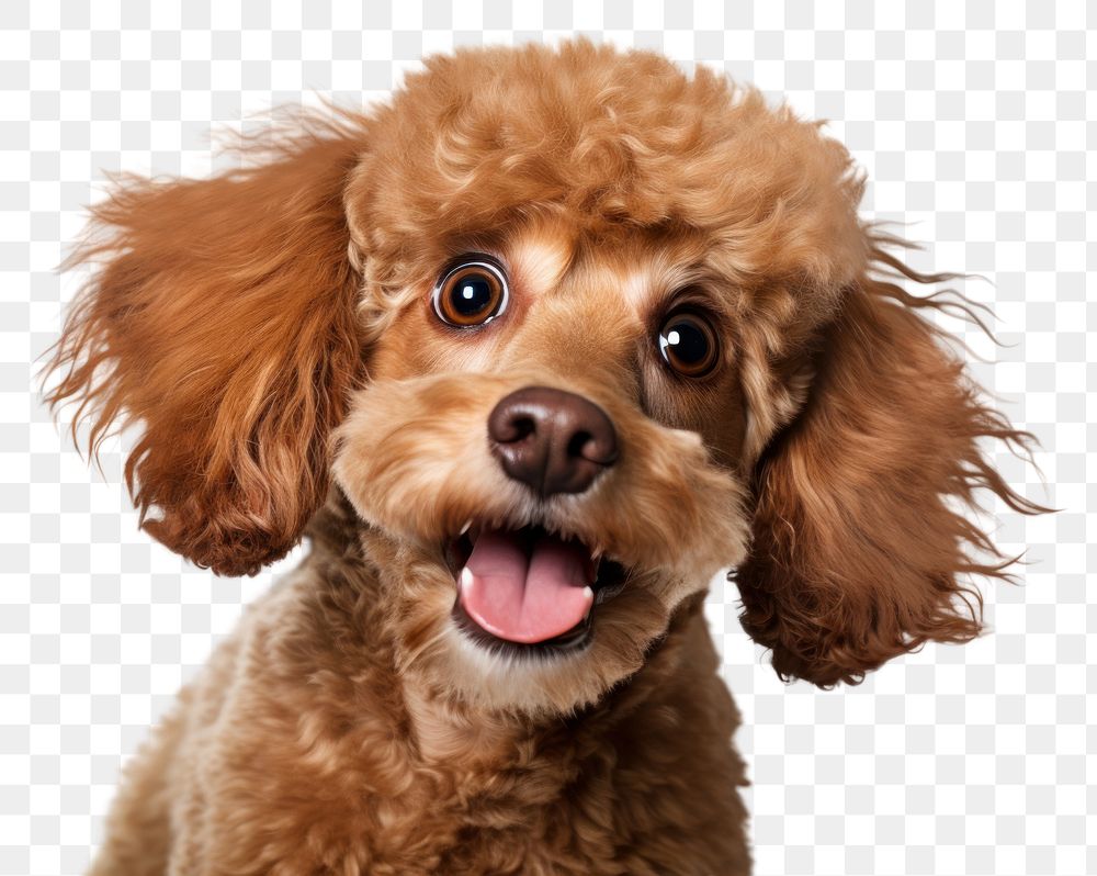 PNG Spaniel mammal animal poodle. AI generated Image by rawpixel.