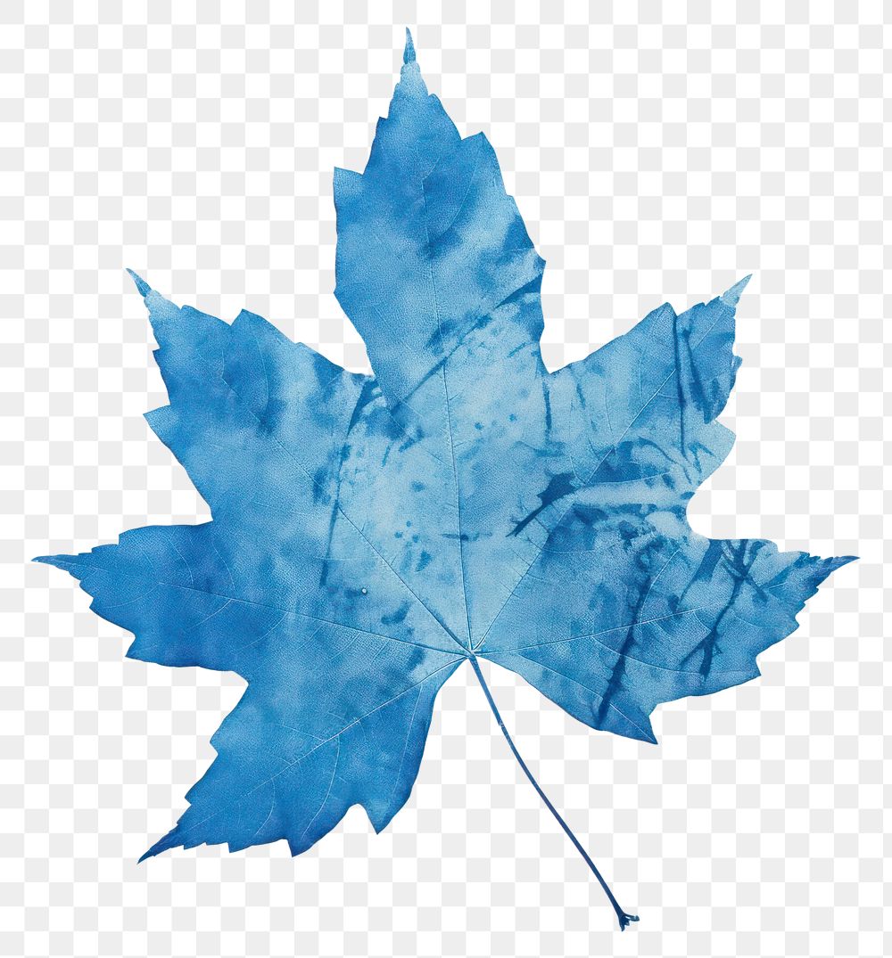 PNG Maple leaf plant art creativity. AI generated Image by rawpixel.