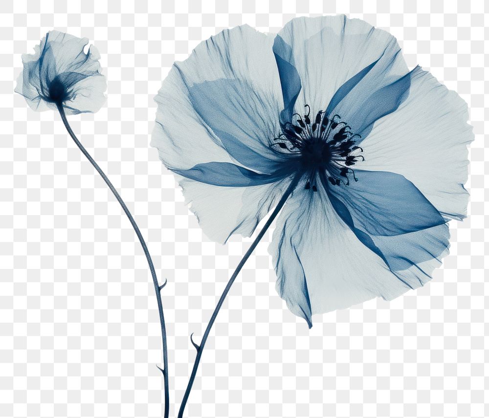 PNG Minimal dry poppy flower petal plant. 