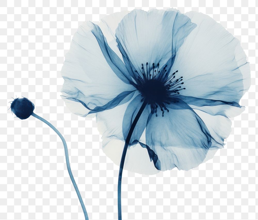 PNG Minimal dry poppy flower petal plant. AI generated Image by rawpixel.