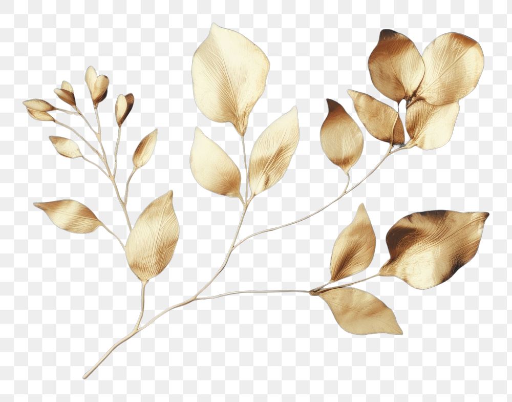 PNG Simple minimal dry orchid gold plant leaf art. AI generated Image by rawpixel.