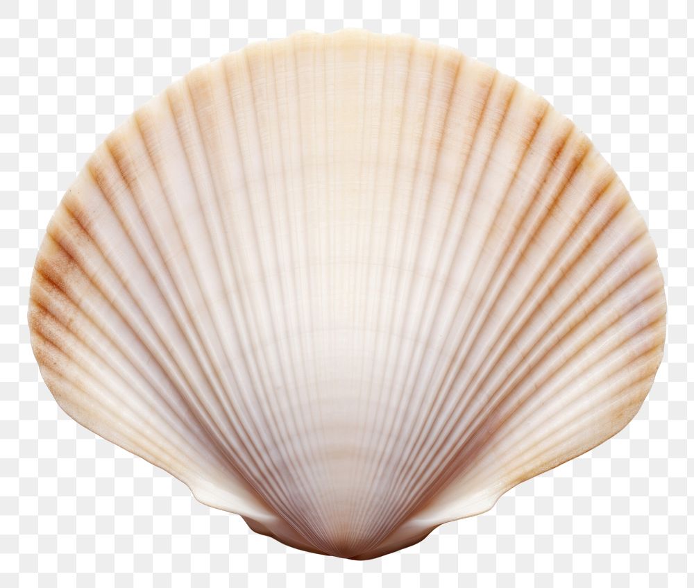 PNG  Cockle shell seashell cockle clam. AI generated Image by rawpixel.