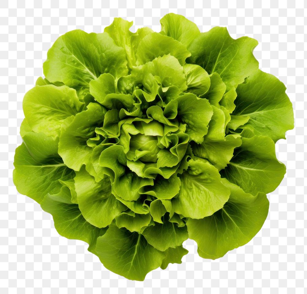 PNG  Green batavia lettuce salad head vegetable plant green. AI generated Image by rawpixel.