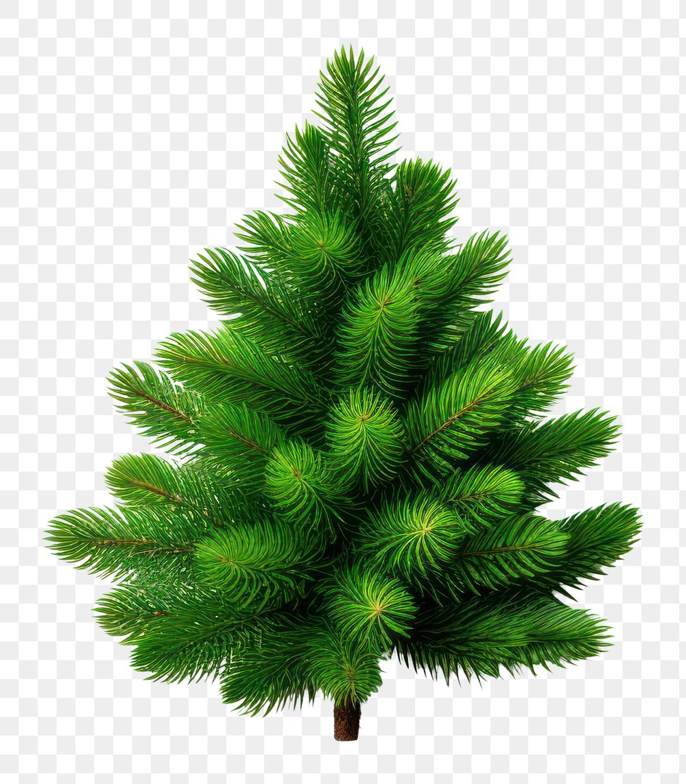 PNG Spruce plant tree pine. AI generated Image by rawpixel.