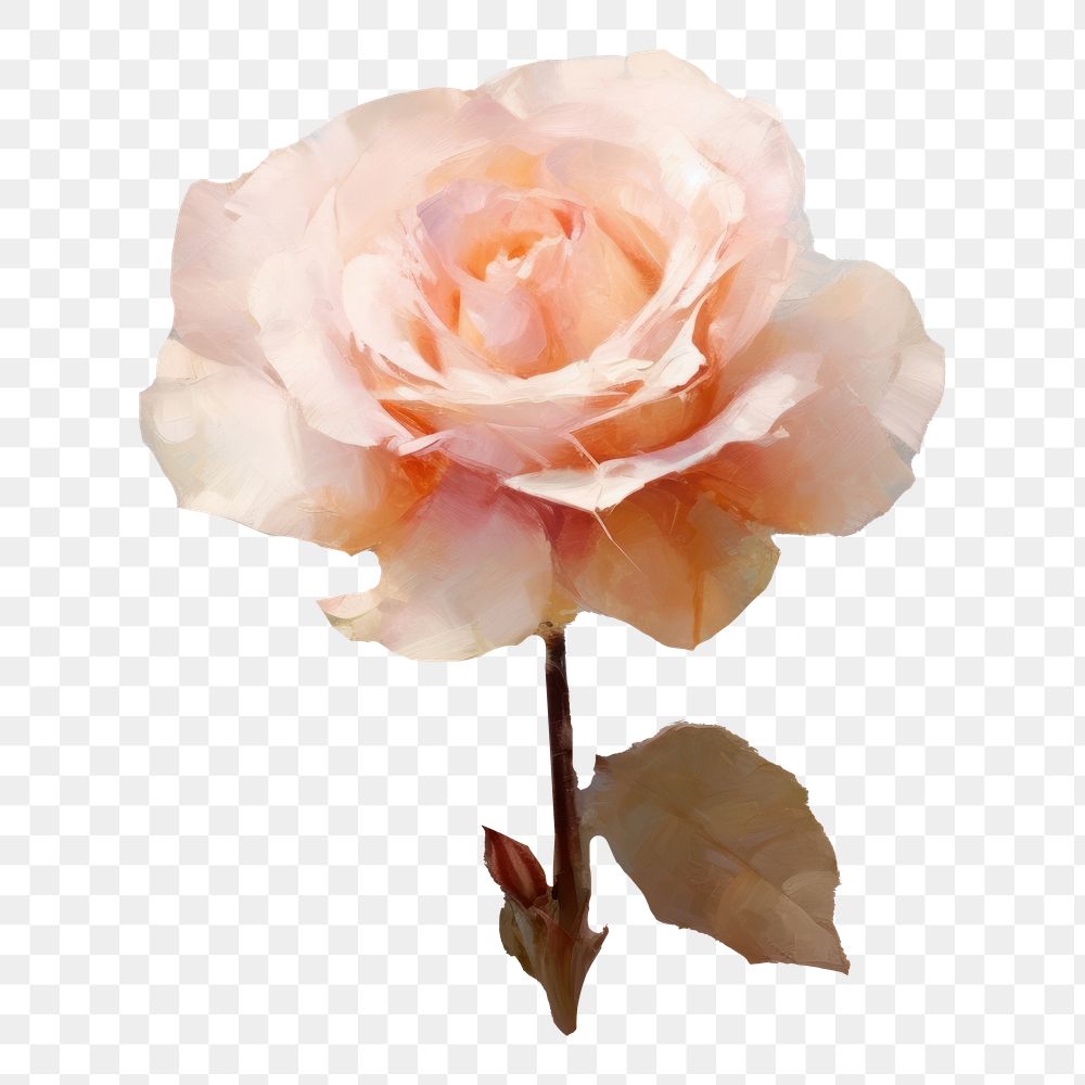 PNG Rose flower painting blossom petal