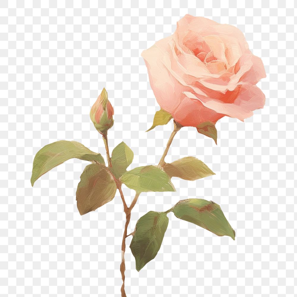 PNG Rose flower painting blossom plant. AI generated Image by rawpixel.