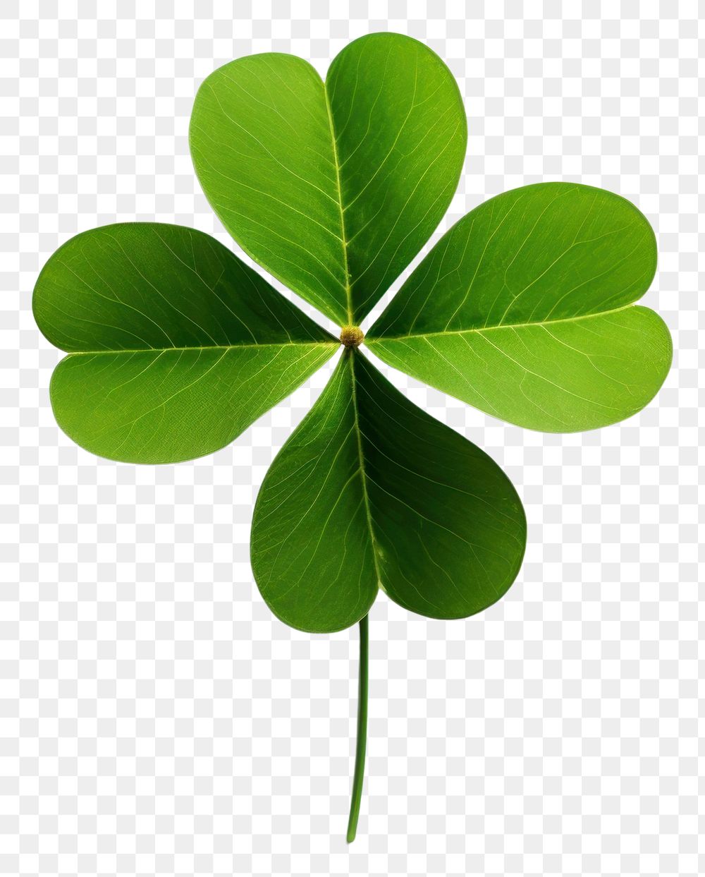 PNG  Lucky four leaf clover plant green white background. AI generated Image by rawpixel.