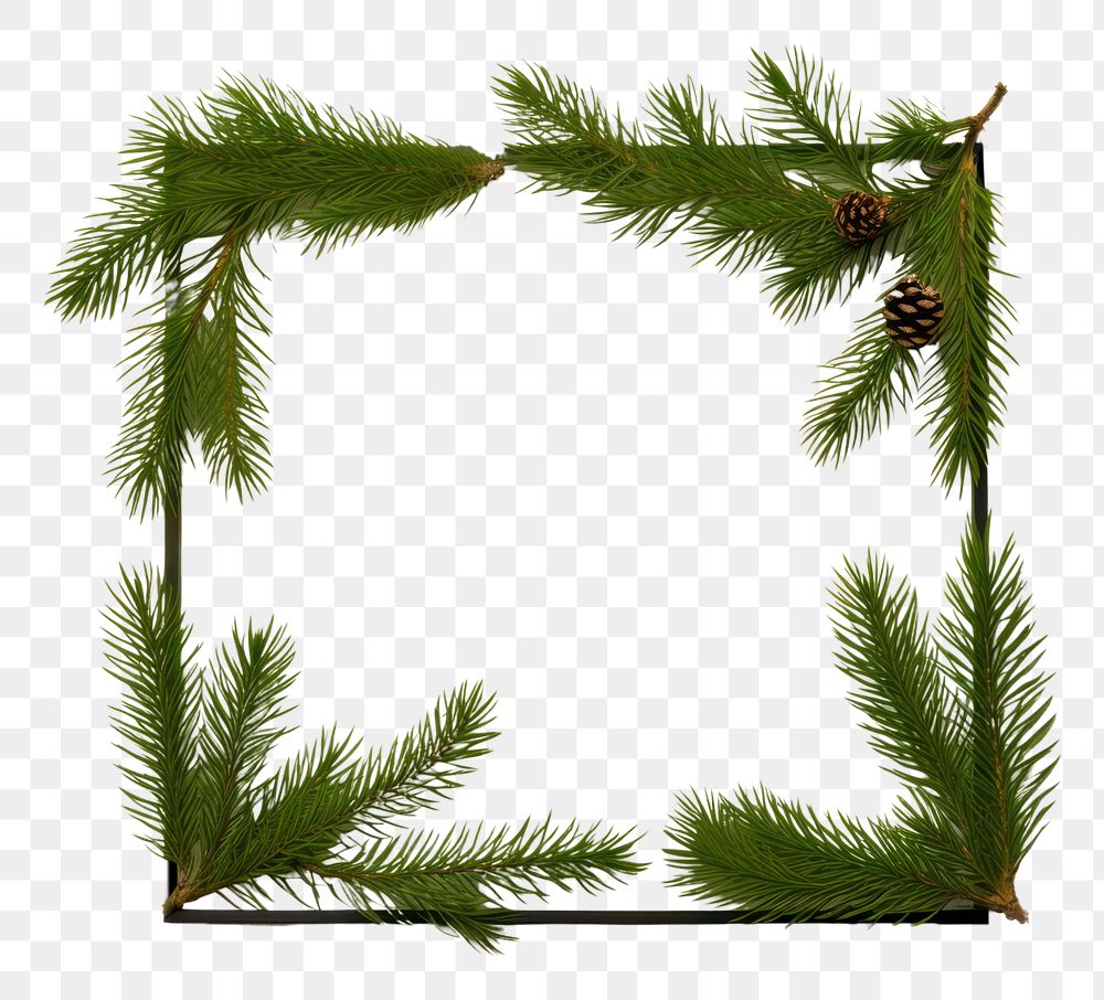 PNG  Christmas pine leaf plant frame tree. AI generated Image by rawpixel.